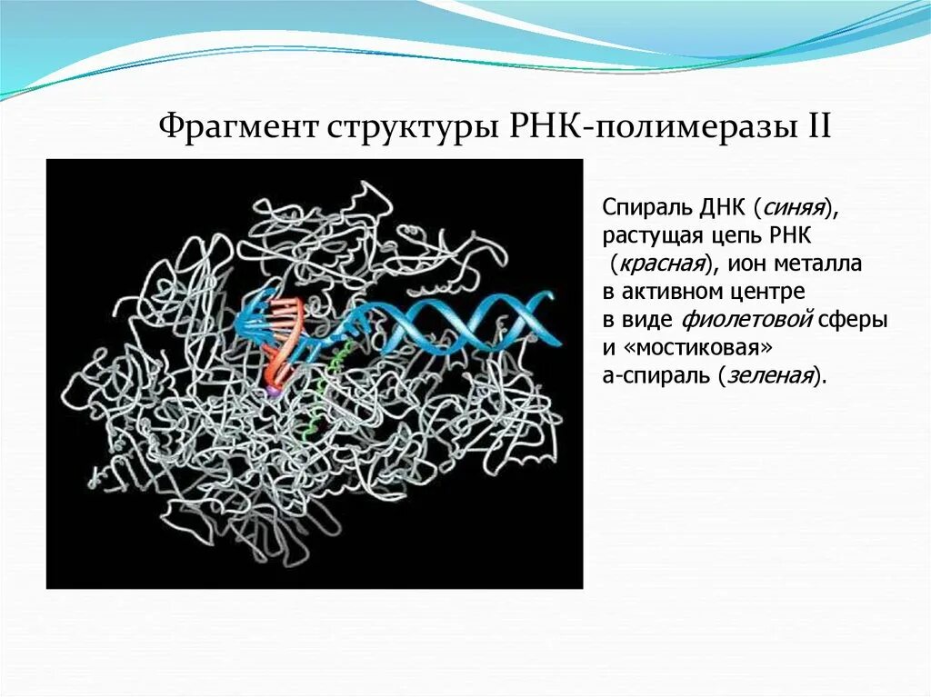 РНК-полимераза II. Структура РНК полимеразы. Строение РНК полимеразы. Строение ДНК полимеразы.