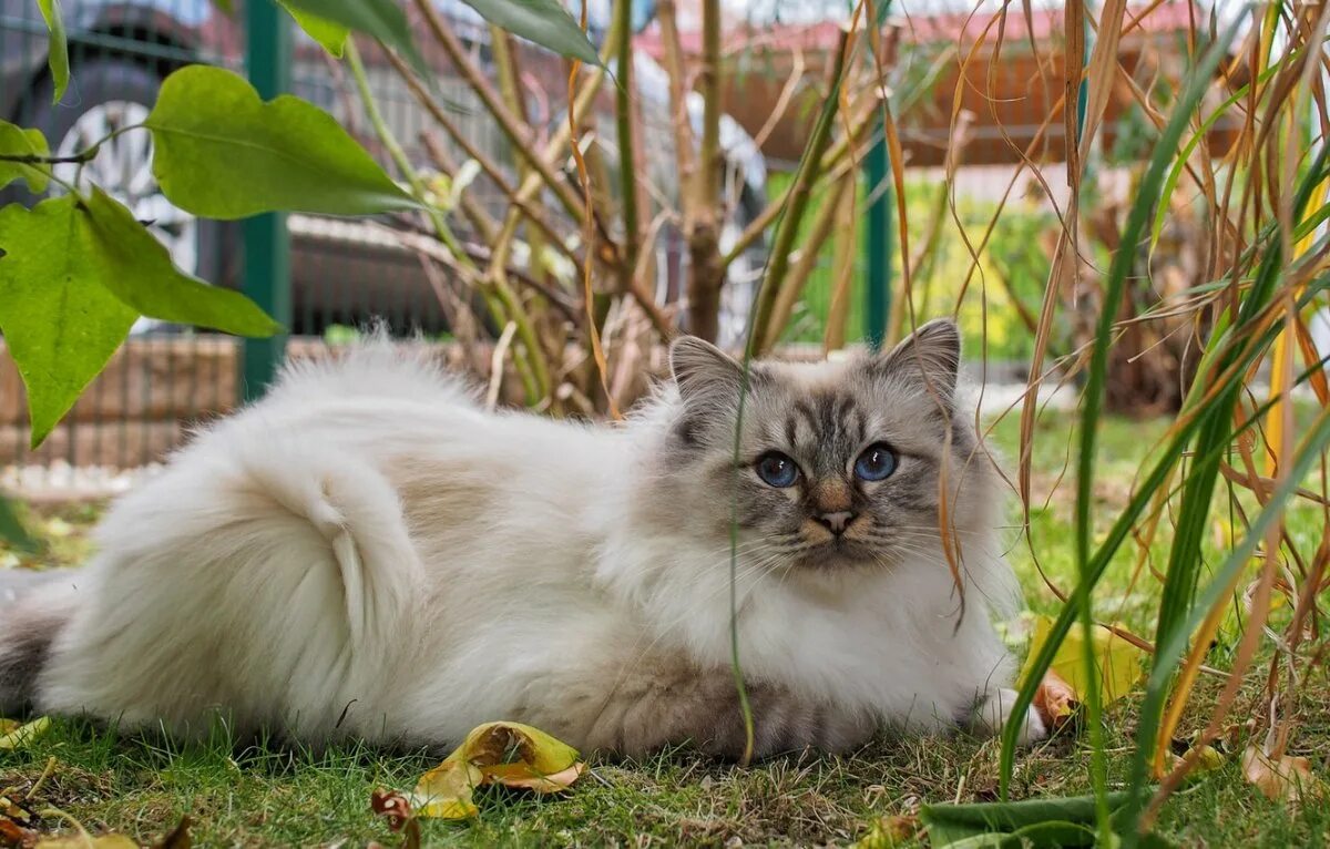 Сиамская кошка длинношерстная. Невская маскарадная кошка. Рэгдолл и Невская маскарадная. Тайская кошка длинношерстная.