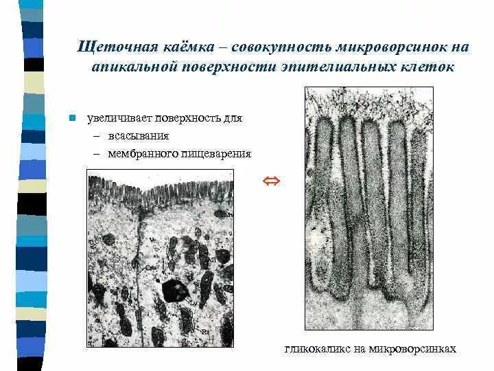 Микроворсинки эпителиальных клеток кишечника. Микроворсинки на поверхности клеток эпителия. Щеточная каемка гистология строение. Щеточная кайма гистология. Микроворсинки это