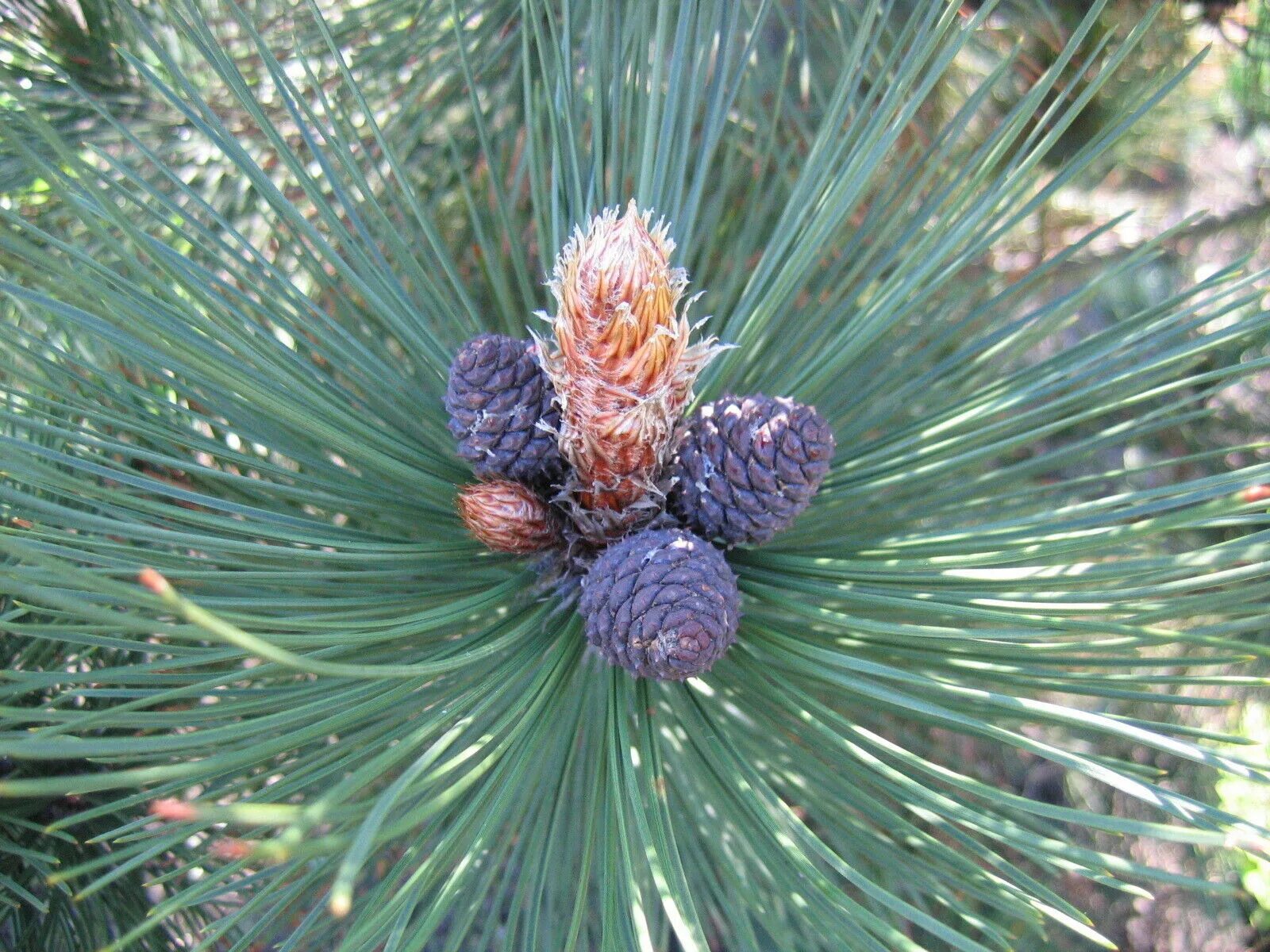 Pinus heldreichii. Pinus peuce. сосна гельдрейха малинки. сосна юньнаньская. pinus heldreichii mint truffle.