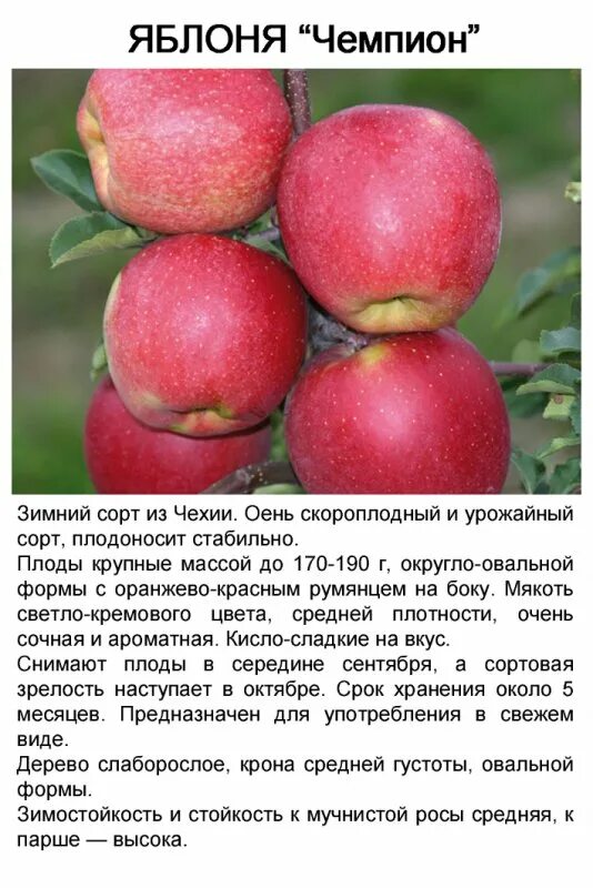 Яблоня сорт услада описание фото отзывы садоводов: найдено 88 картинок