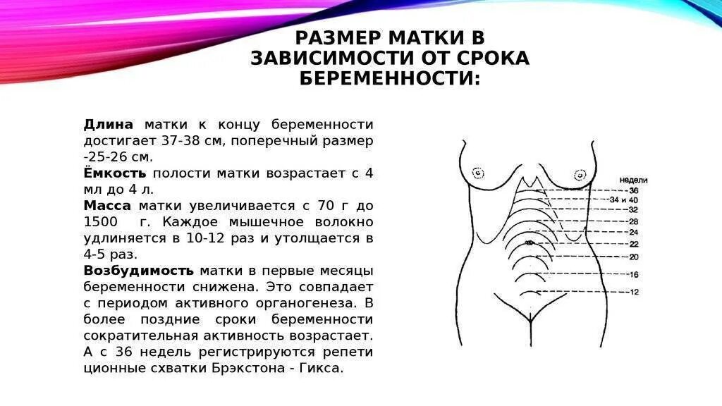 Размер матки на 11 неделе беременности размер. Беременность высота стояния дна матки. Размер дна матки по неделям. Высота дна матки по неделям беременности.