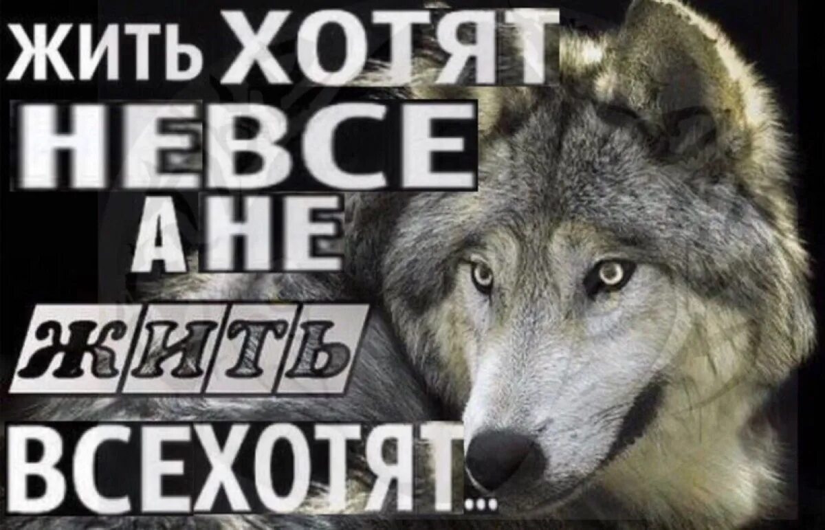 Волчьи цитаты мем. Мемы с волками и цитатами. мемы с волками. пацанские цитаты волк. волчьи цитаты.