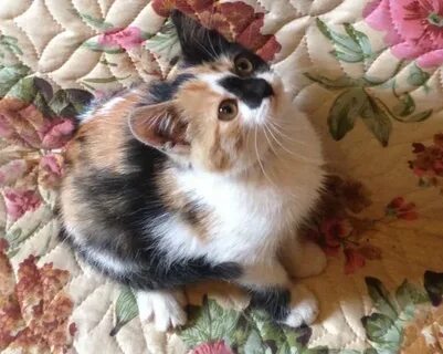 Юла котята