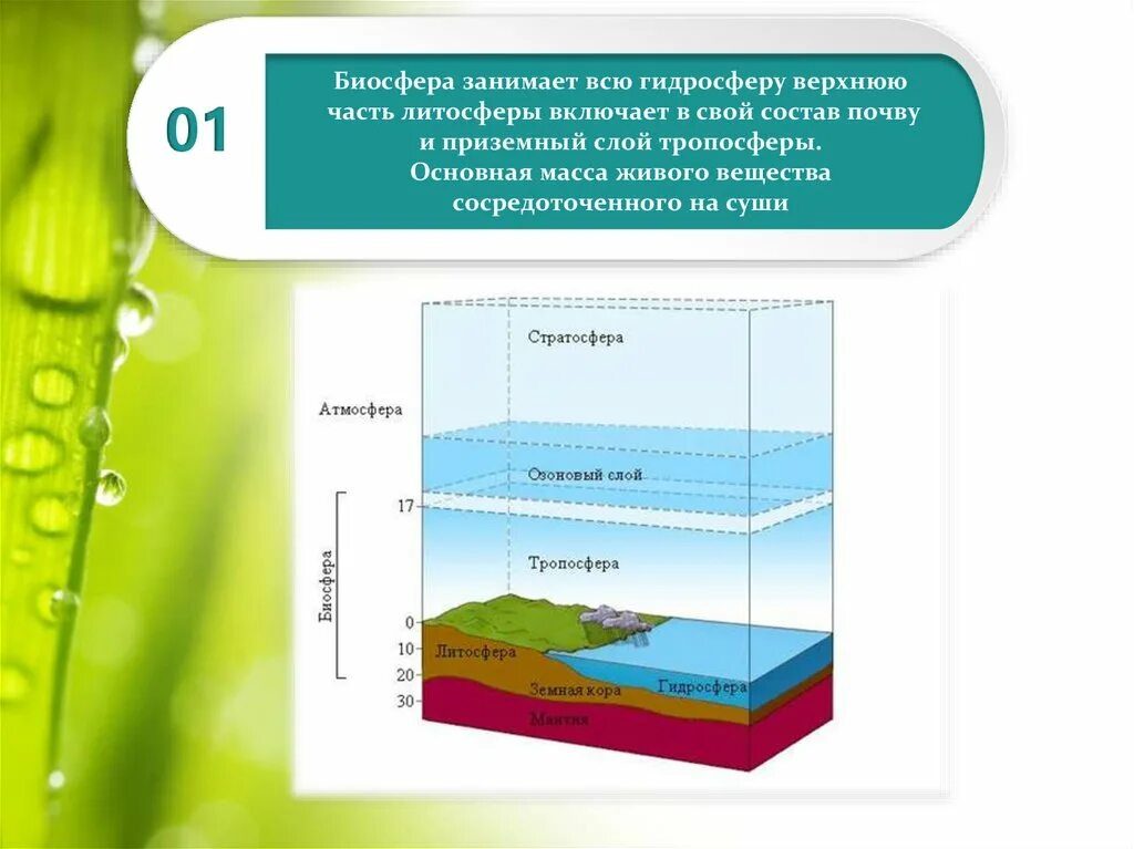Биосфера. Оболочки биосферы. Границы биосферы схема. Биосфера и ее структура. Связь биосферы с литосферой