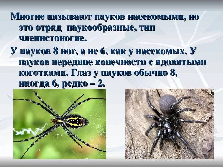 Установи соответствие между паукообразными и насекомыми. Сколько ног у паукообразных. Относится ли паук к насекомым. Различие паукообразных и насекомых. Паукообразных от насекомых.