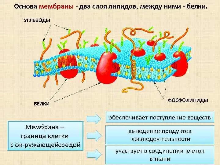 Углеводы мембран функции. Клеточная мембрана белки 2 слоя. Углеводы биологических мембран. Строение мембраны клетки . Липиды. Олигосахарид в клеточной мембране.