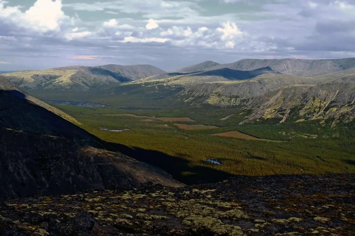 Кольский полуостров горы хибины. Хибины стланиковые деревца. Мурманск хибины заповедник. Нац парк хибины. Хибины работа.