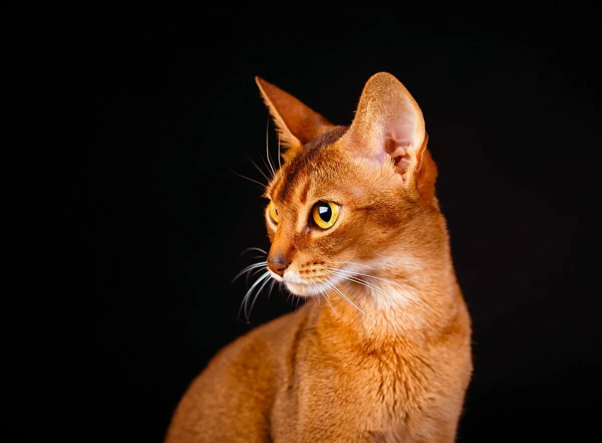 Абиссинская кошка пмр. Абиссинская кошка пмр. Питомник абиссинских кошек. Абиссинская порода кошек. Абиссинская кошка москве.