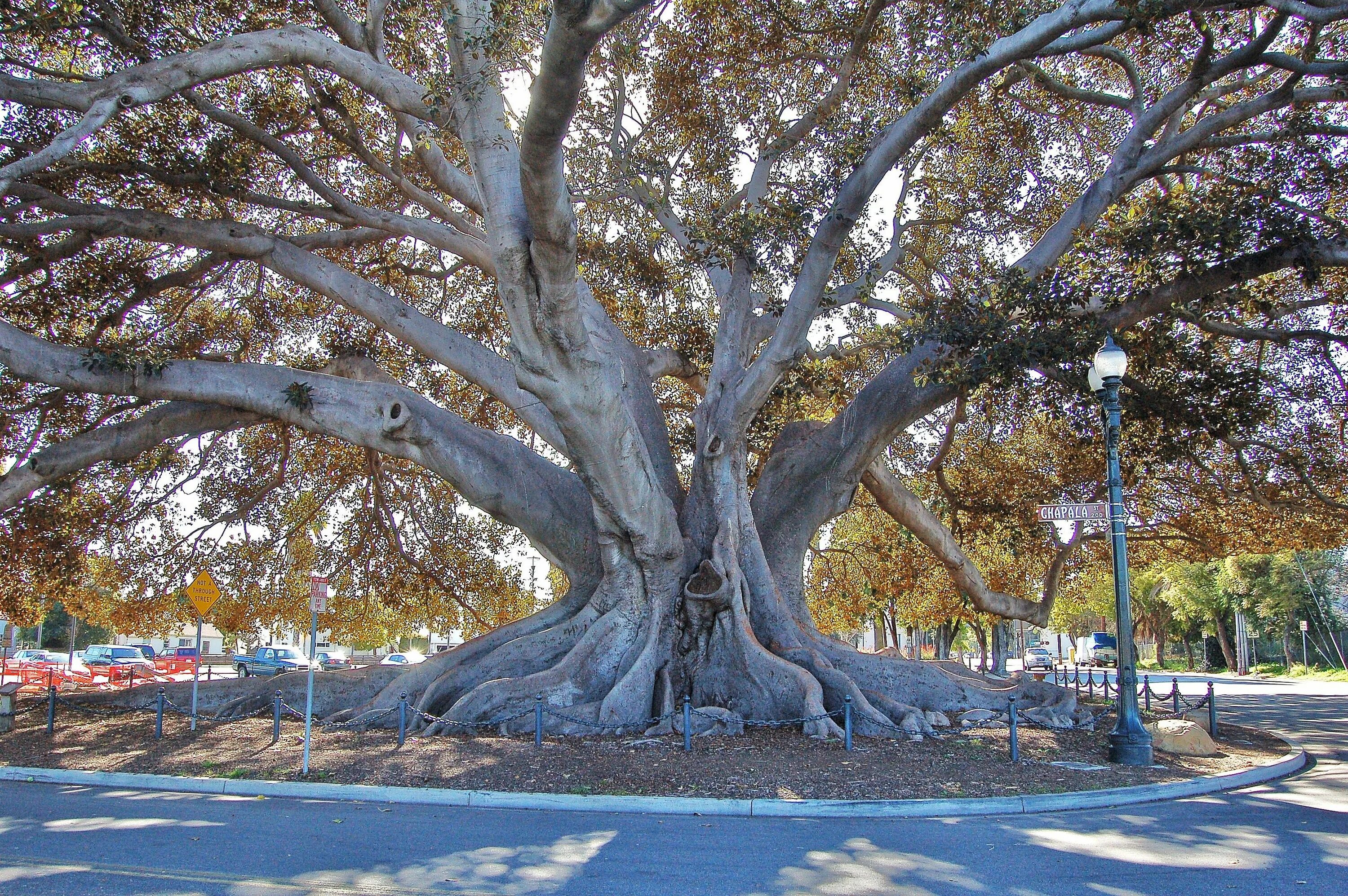 Дерево Санта Барбара. Moreton Bay Fig. Инжир дерево. Природа Израиля деревья в городе. Пляж фигового дерева