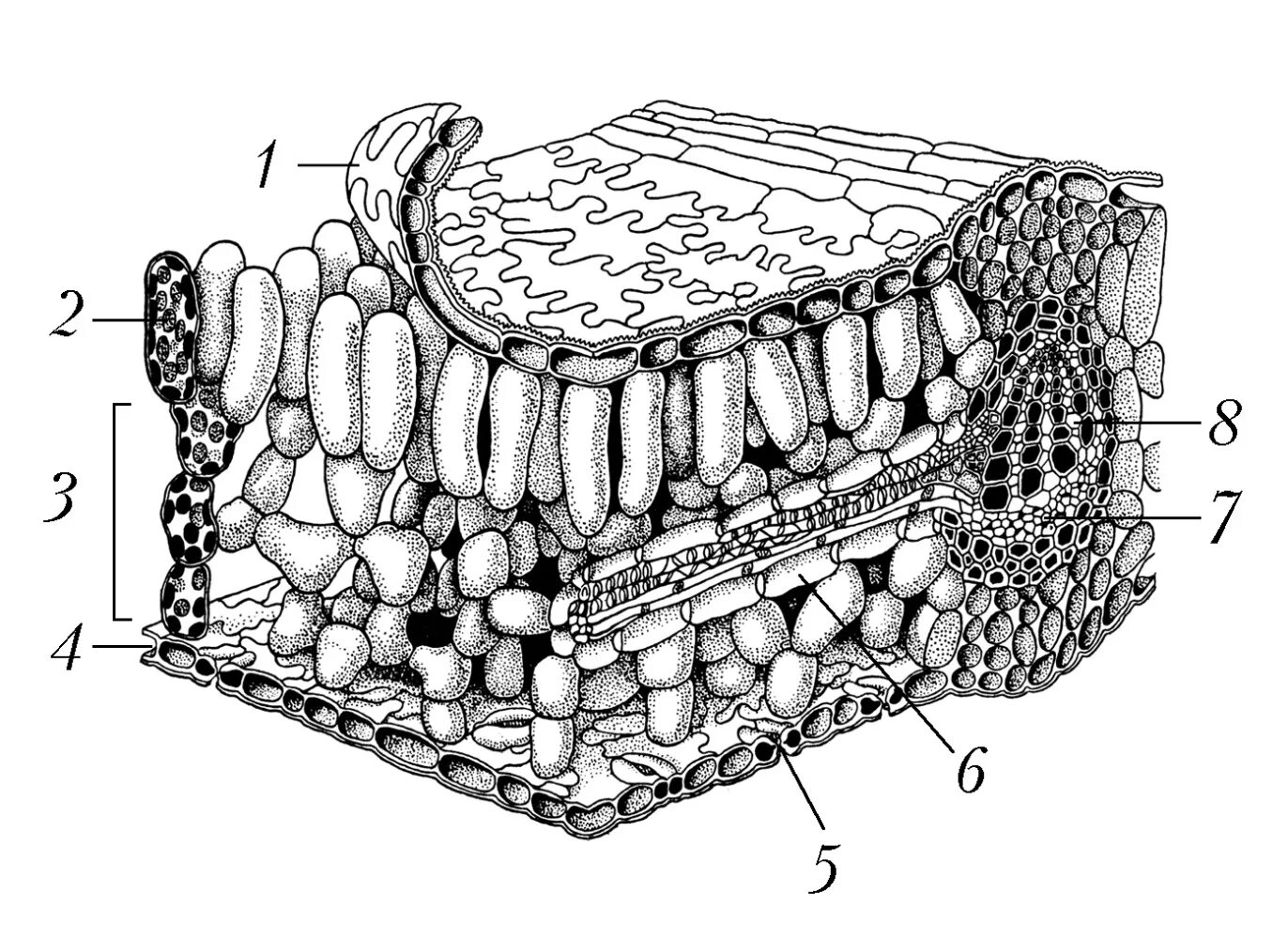 Слой клеток листа. Строение листовой пластинки. Внутреннее строение листовой пластинки. Анатомическое строение листа рисунок. Ткани растений поперечный срез листа.