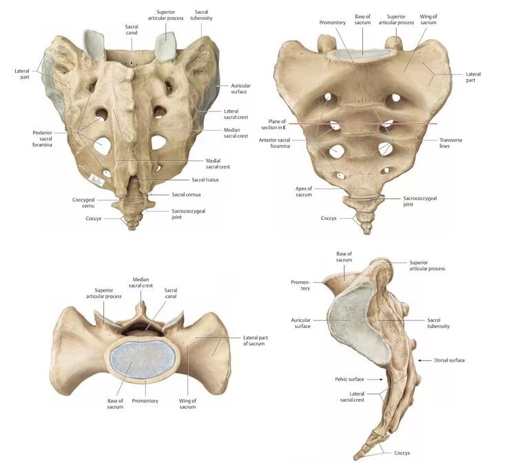 Diagram of Sacrum Labeling Quizlet
