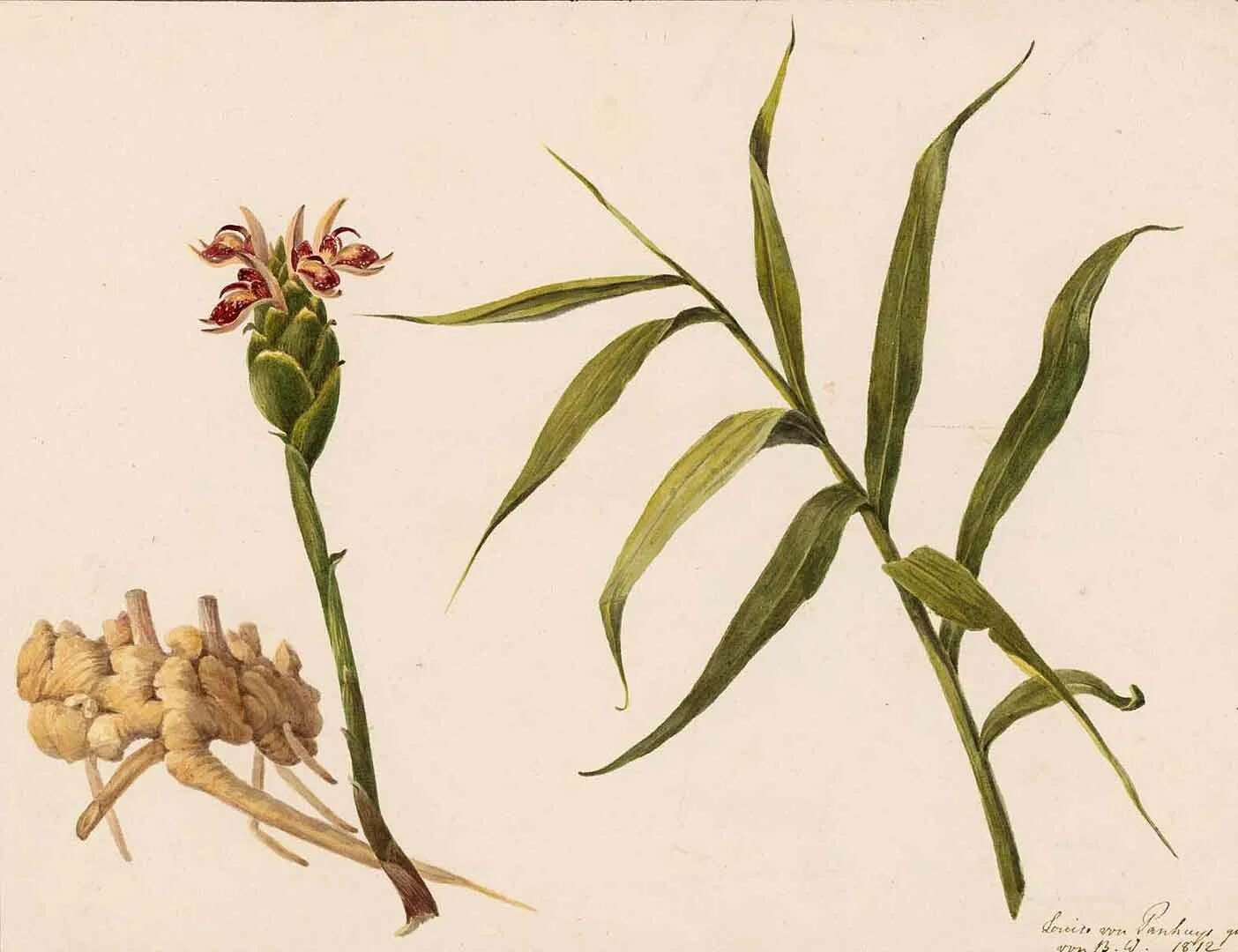 имбирь строение растения. этлингера ботаническая иллюстрация. имбирь аптечный цветок. имбирь ботаника. имбирь мультяшный.