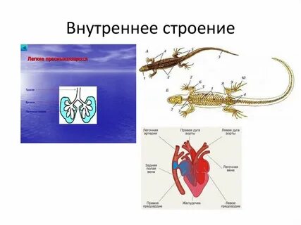 Какие легкие у пресмыкающихся
