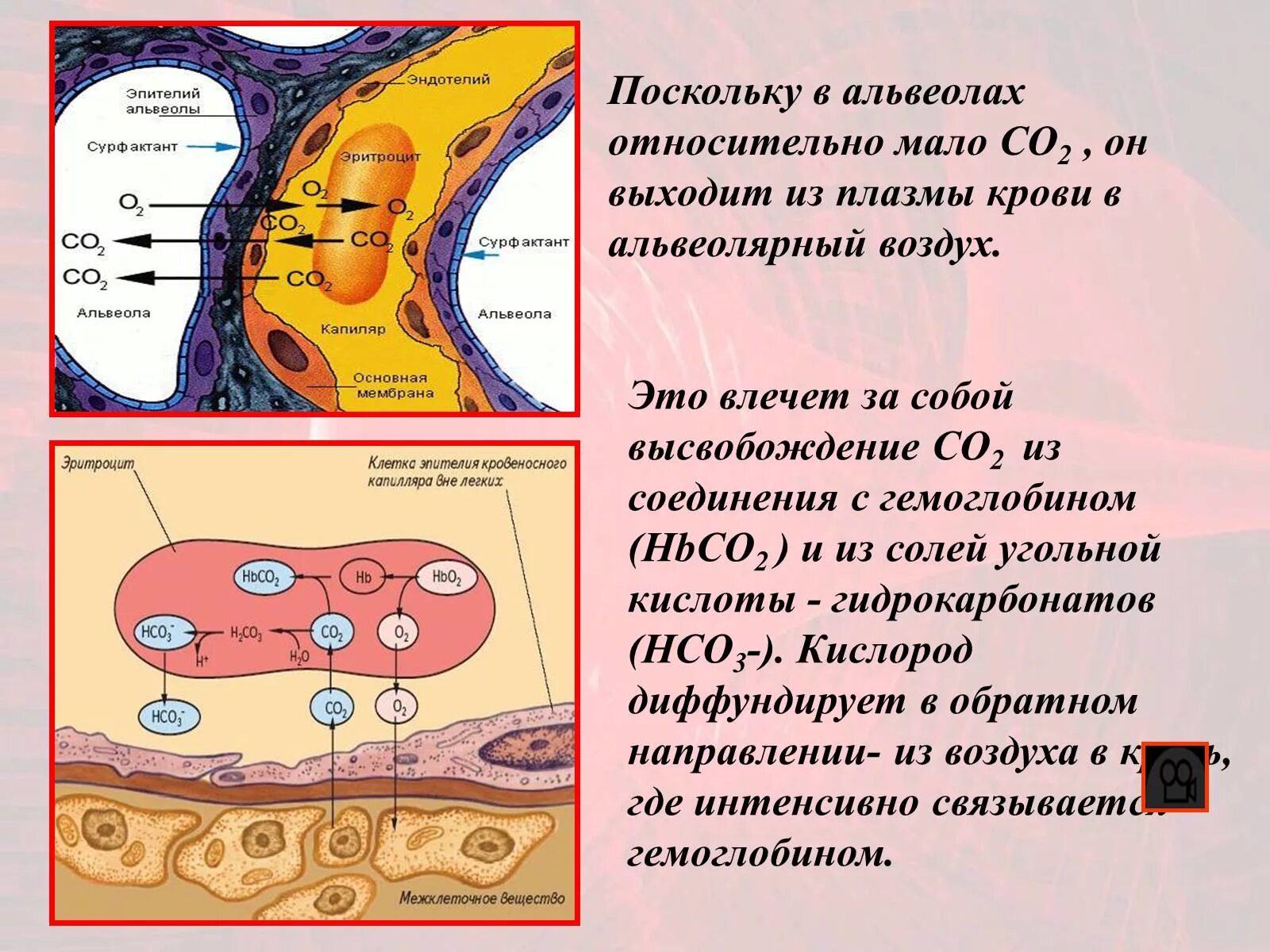 Обмен газов между альвеолярным воздухом. Газообмен в легких и тканях. Схема газообмена в легких. Газообмен в альвеолах и тканях. Механизм газообмена в альвеолах и тканях.