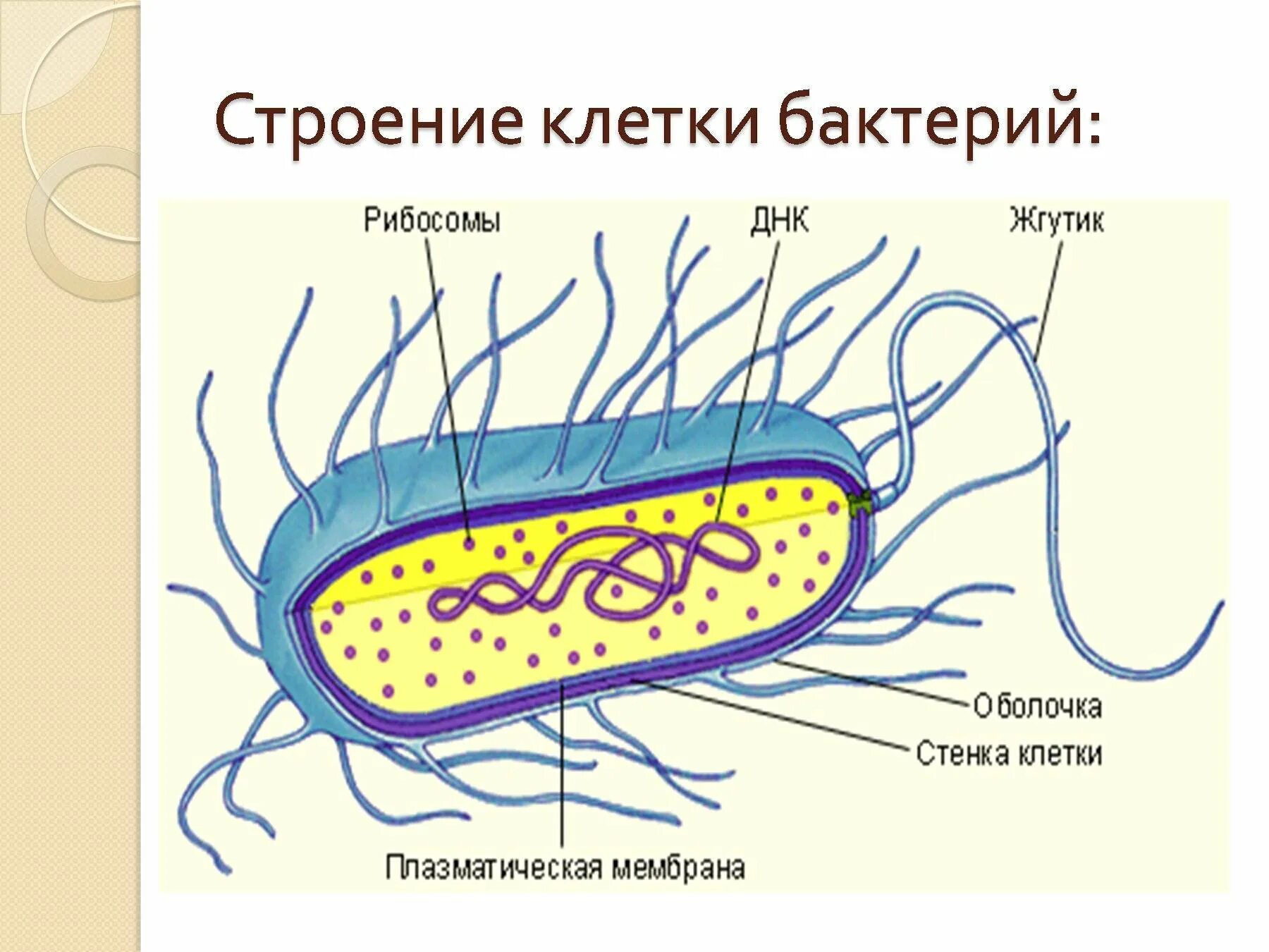 Строение бактериальной клетки 9 класс биология. Структура бактериальной клетки. Клетка строение клетки бактерии. Внутренне строение бактерии. Особенности клетки бактерии 5 класс