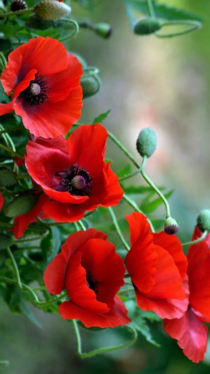 Мак papaver cardinal. Мак-самосейка; мак павлиний; мак голостебельный;. Фиалка алые маки. Маки скосана юар. Мак уэлпола.