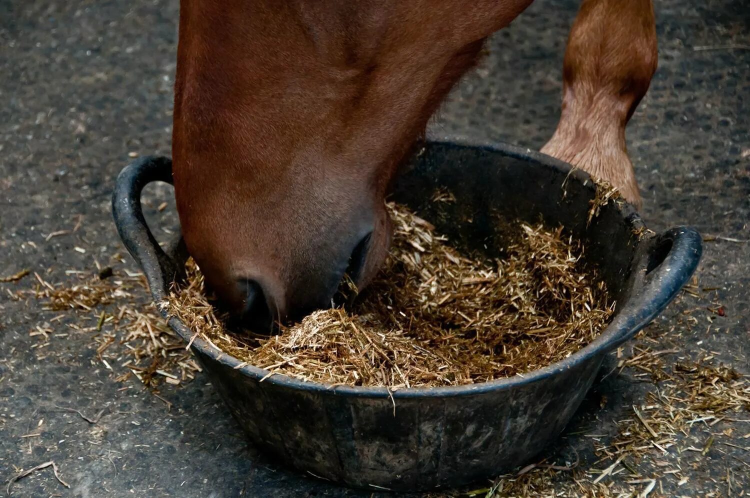 Едят ли овес. Овес для коня. Овес для лошадей. Кормление лошадей. Овес корм для лошадей.