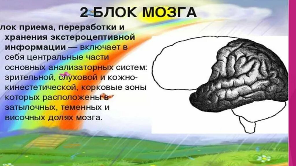 Вторичные поля мозга. Поля мозга нейропсихология. Блоки мозга нейропсихология. Блоки мозга нейропсихология кратко и понятно. Три блока мозга нейропсихология таблица.