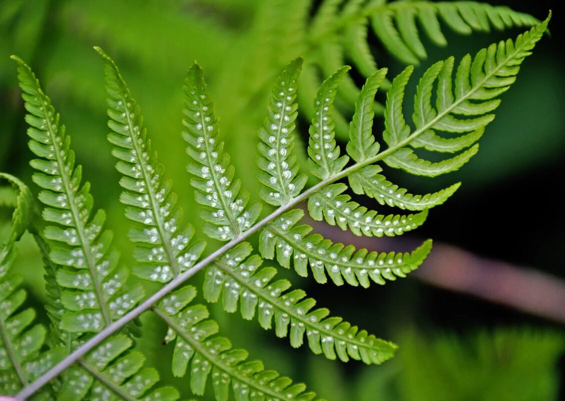 Папоротник Щитовник гребенчатый. Щитовник гребенчатый (dryopteris cristata. Dryopteris - Щитовник. Дриоптертерис Щитовник гребенчатый.