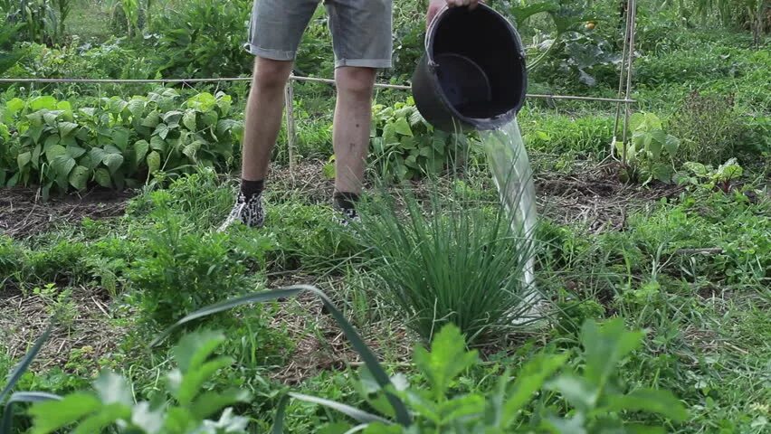 Что поливают простоквашей в огороде