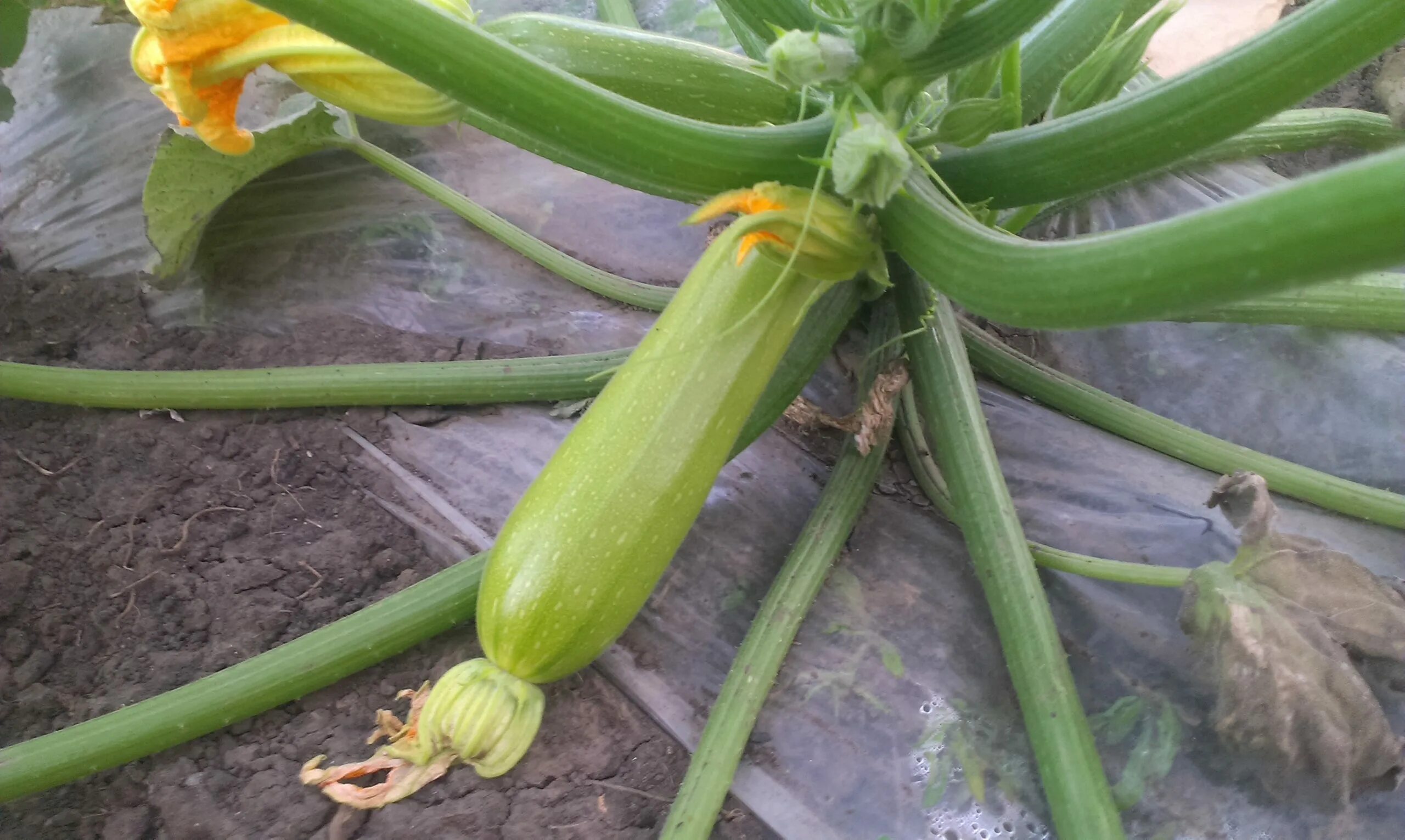 Посадка кабачков на рассаду. Кабачки выращивание в грунте. Кабачки в открытый грунт. Кабачки в открытый грунт. Кабачки в теплице.