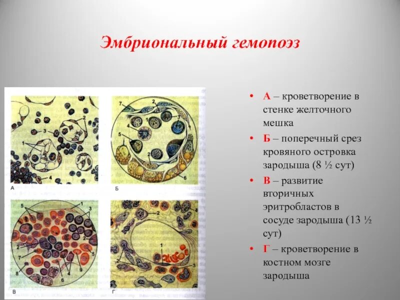 Эмбриональный гемопоэз. Кроветворение в стенке желточного мешка. Периоды эмбрионального кроветворения. Этапы эмбрионального гемопоэза.