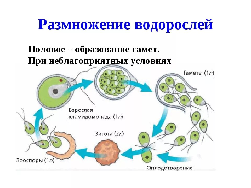 Размножение водоросли биология. При каких условиях происходит бесполое размножение водорослей. Схема размножения зеленых водорослей. Схема размножение водоро. Размножение одноклеточных водорослей схема.