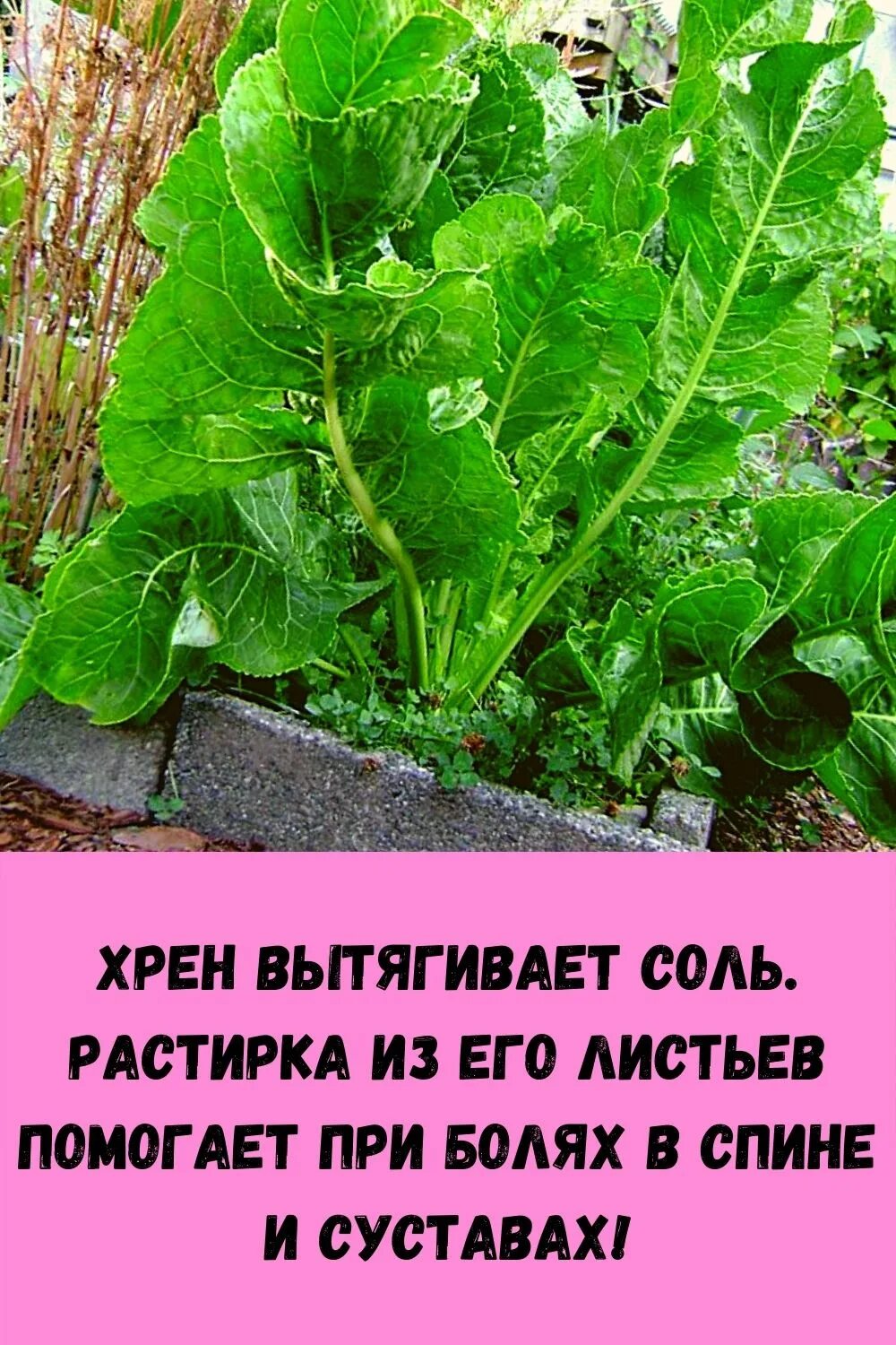 Каким местом прикладывать лопух. Хрен. Листья хрена. Лечебный лист хрена. Растирка из листьев хрена.