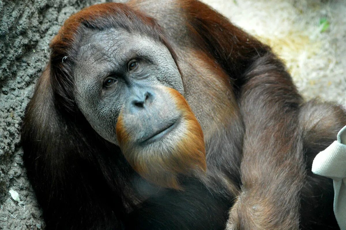 Горилла и орангутанг. Шимпанзе. Шимпанзе фото. Красивые обезьяны орангутанг шимпанзе.