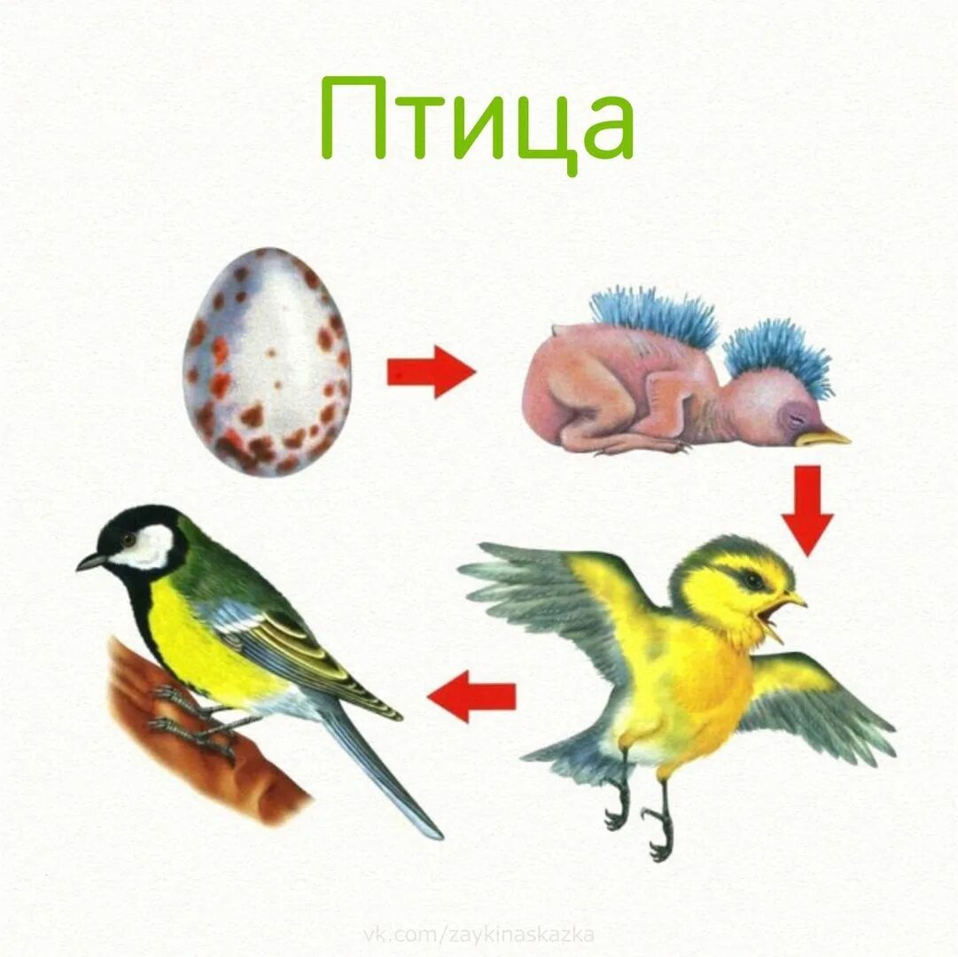 Откуда появились птицы. Развитие птиц. Цепочка развития птиц. Развитие птиц схема. Этапы развития птиц.