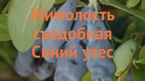 Жимолость синий утес
