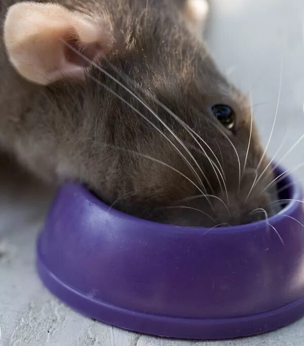 яд от грызунов. брикеты help для уничтожения крыс и мышей 50 г. заражение лабораторных животных. крысы препараты. средство от крыс и мышей гранулы сырные зоокумарин+ 100г.