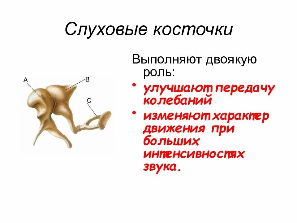 Слуховую функцию выполняет