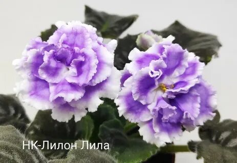 Фиалка нк лилон лила