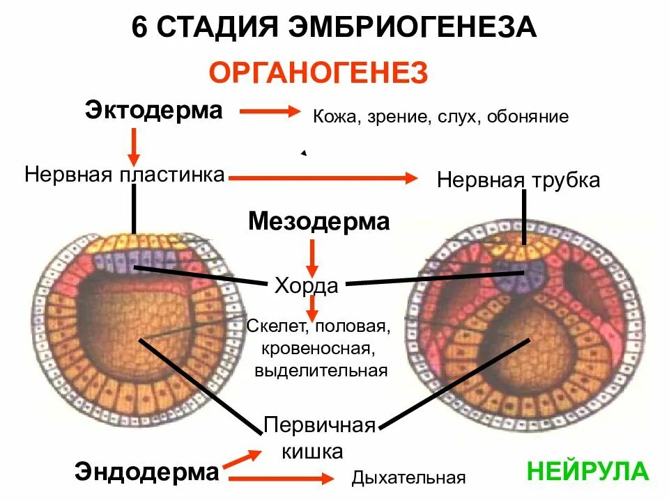 Нейрула какая стадия. Мезодерма эктодерма энтодерма эмбрион. Стадии эмбриогенеза нейрула. Этапы эмбрионального развития нейрула. Эмбриональная кишка в нейруле.