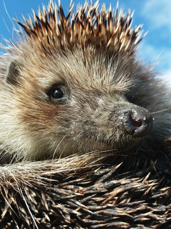 простой ежик. простой ежик. ежик простой. ежик. дикий ежик.