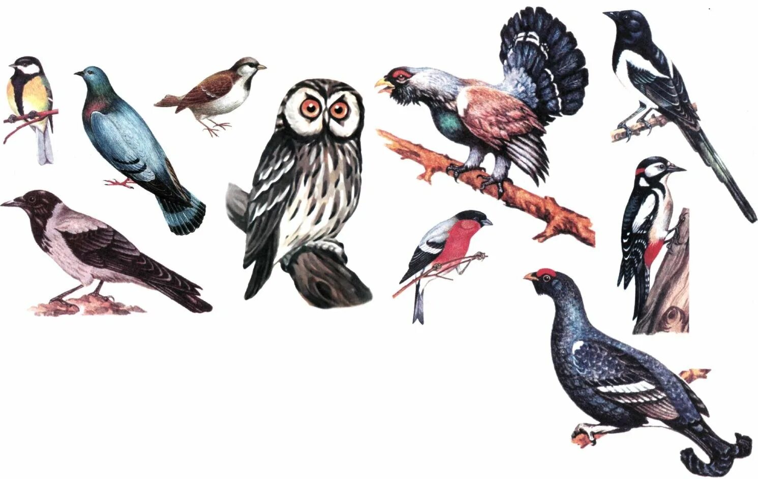 Маленькая группа птиц. Разные птицы. Птицы для детей дошкольного возраста. Дикие птицы. Лесные птицы для детей.