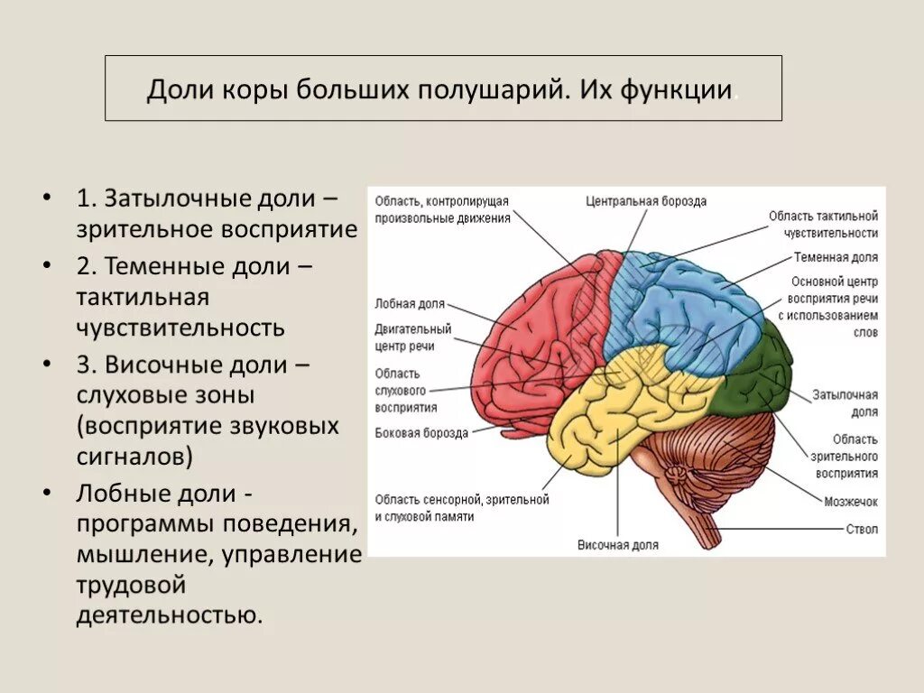 Функции височных отделов головного мозга. Функции теменной доли головного мозга. Функции височного отдела мозга.