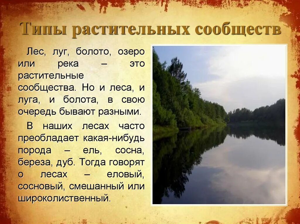 Сообщение о природных сообществах родного края. Рассказ о природном сообществе. Рассказ о природных сообществах, а)растения. Рассказ о природном сообществе леса. Небольшой рассказ о природном сообществе.