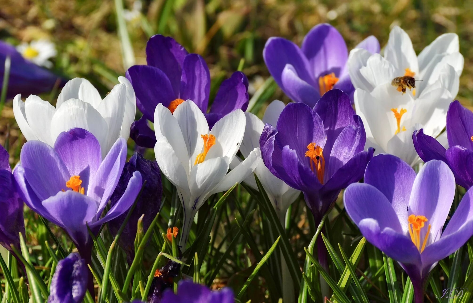 Цветы весны фото красивые. Крокус Шафран весенний. Крокус Шафран синий. Первоцветы крокусы.