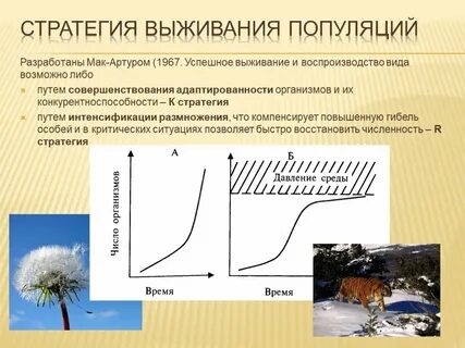 R стратегия размножения