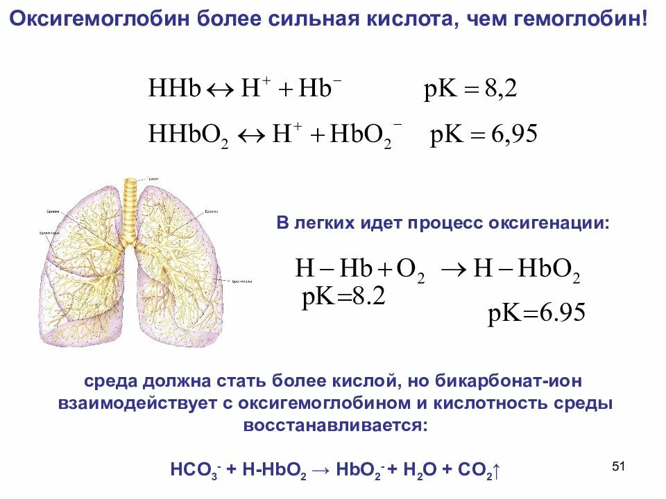Оксигемоглобин. Оксигемоглобин где образуется. превращение гемоглобина в оксигемоглобин. оксигемоглобин формула.