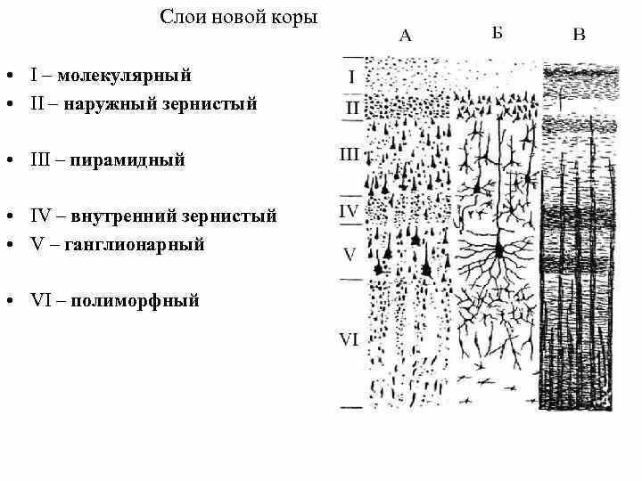 Миелоархитектоника мозжечка гистология. Клетки различных слоев коры головного мозга. Строение мозговой коры 6 слоев. Ганглионарный слой коры больших полушарий. Слой коры больших полушарий головного мозга.