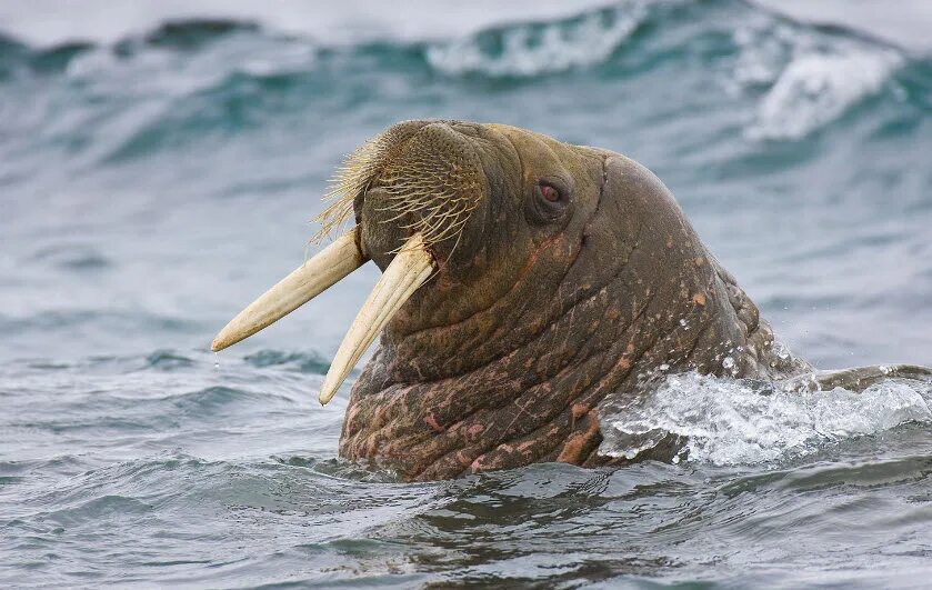 Тихоокеанский морж (Odobenus rosmarus divergens). Atlantic Walrus. Атлантический морж Odobenus rosmarus rosmarus. Лаптевский морж.