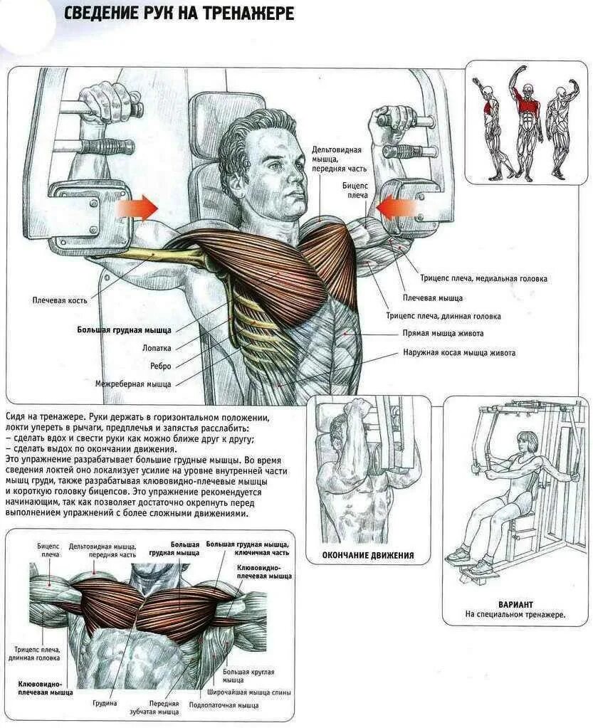 Упражнения на грудные мышцы в тренажерном зале. Базовые упражнения грудные мышцы в тренажере. Упражнения для качания грудных мышц для мужчин. Упражнения на грудные мышцы для мужчин в тренажерном зале. Упражнения на развитие грудных мышц