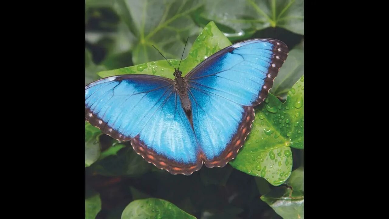Фото синей бабочки. Синяя бабочка из стекла. Myscelia cyaniris. Бабочка блю морфо. Фото синей бабочки.