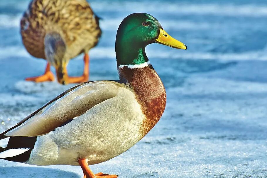 Duck source