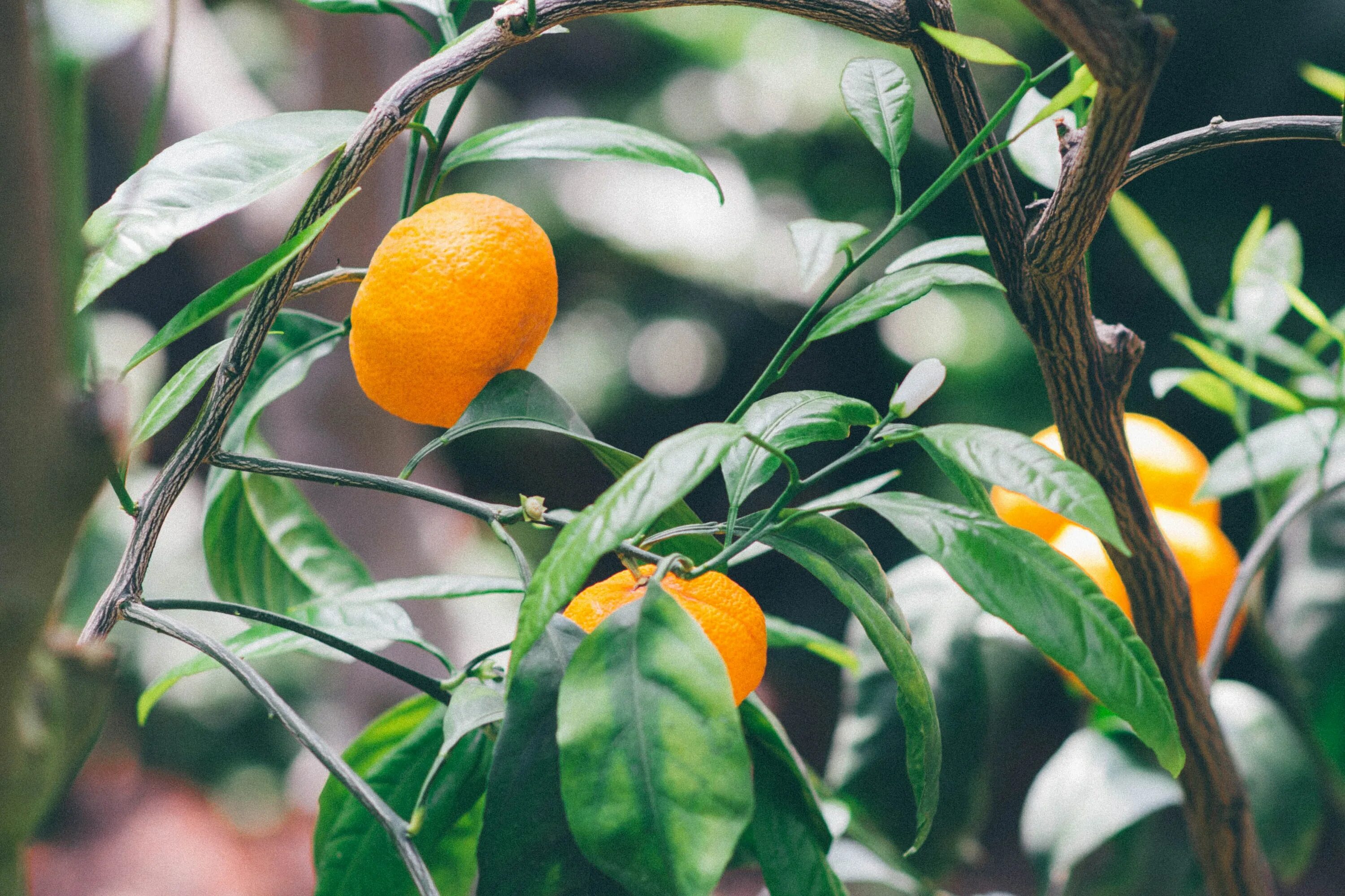 Мандарин Танжерин зеленый. Мандарин Citrus reticulata Blanco. Фрукт цитрус кумкват. Померанец дерево.