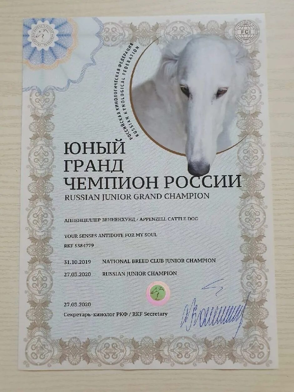 Чемпион ркф как получить. Диплом чемпион ркф. Чемпион ркф как получить. Лицензия ркф. Чемпион ркф.